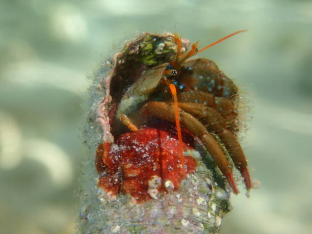 istock Mediterranean rocky shore hermit crab or Mediterranean intertidal hermit crab (Clibanarius erythropus) extreme close-up 1447471603