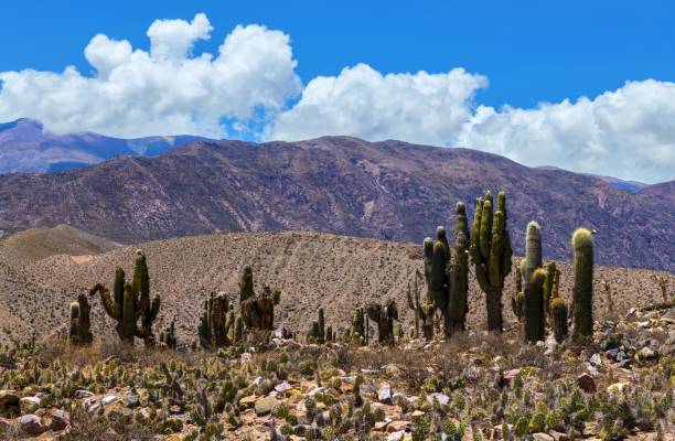 istock Cacti in Argentine Andes 1447474037