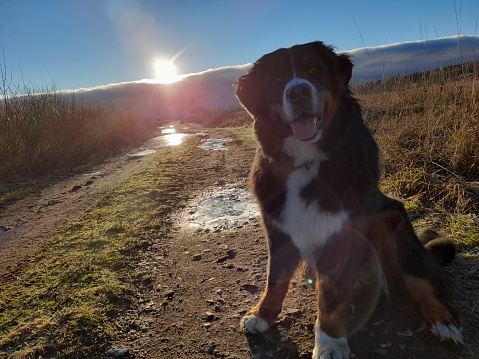 Bernese mountain dog in the countryside in the morning sun