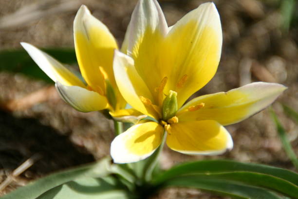 Tulipa tarda Close up of blooming yellow tulipa tarda tulipa tarda stock pictures, royalty-free photos & images