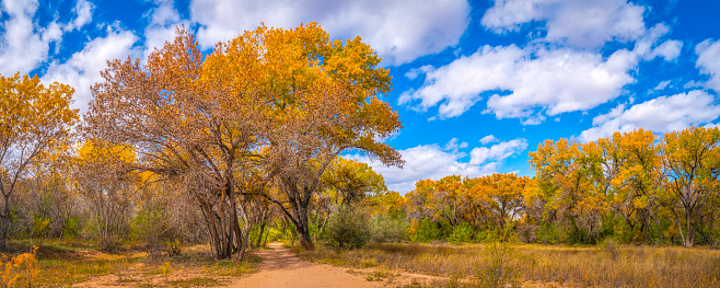Vibrant golden autumn leaves of Cottonwood trees at Paseo del Bosque Trail along the Rio Grande River in Albuquerque, New Mexico, USA