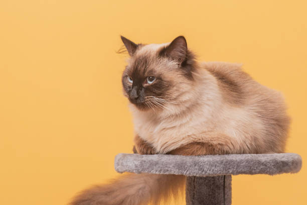 Purebred young cat on a gray cat stand. Cat on a yellow background Neva masquerade. stock photo