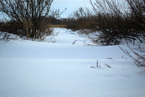 Frozen grass in the winter fields under the snow . High quality photo