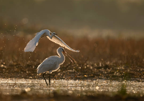 istock Eurasion Spoonbill (Platalea leucorodia) Feeding in Wetland 1447481874