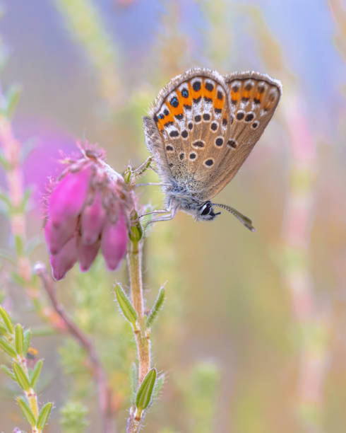 istock Silver Studded Blue Butterfly on Erica Heath 1447482024