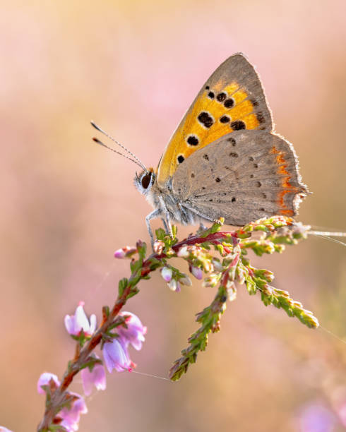 pequena borboleta de cobre descansando na charneca - small copper butterfly - fotografias e filmes do acervo