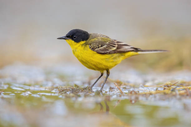 istock Western Yellow Wagtail bird foraging in lake 1447482336