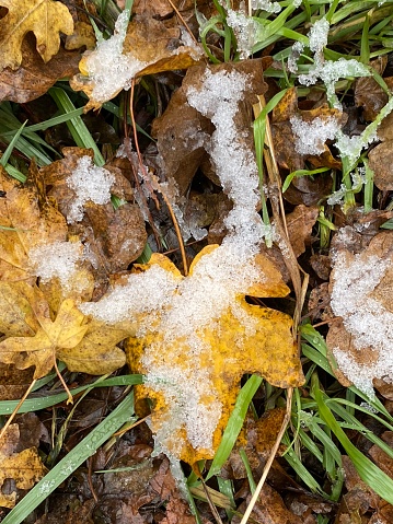 Snow melts over fall foliage