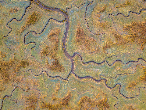 Aerial top down view of tidal marshland with natural meandering drainage system in Verdronken land van Saeftinghe in Zeeland, Netherlands