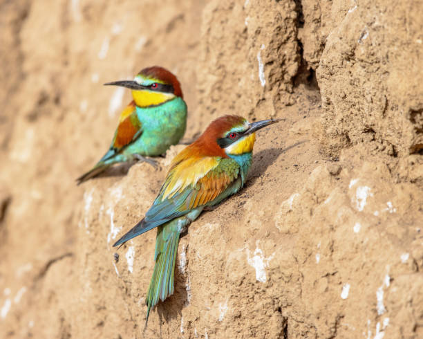 istock Couple of European Bee Eater perched in breeding colony 1447482976