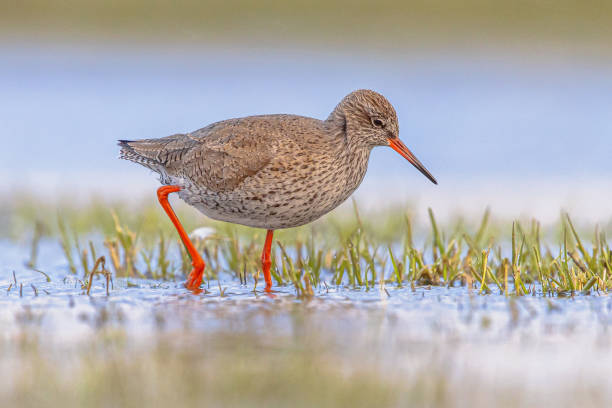 istock Common Redshank in Wetland on migration route 1447483224