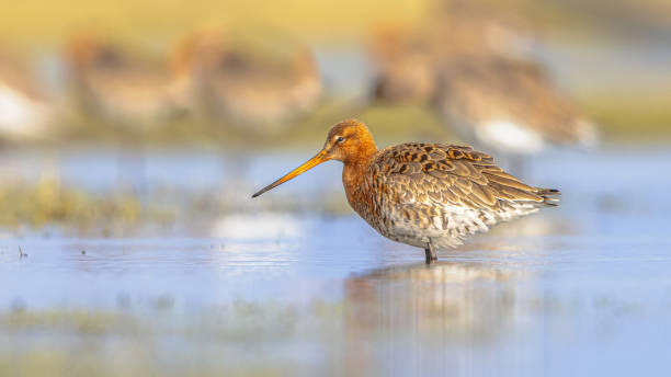 istock Group of Black Tailed Godwit with Bright Background 1447483288