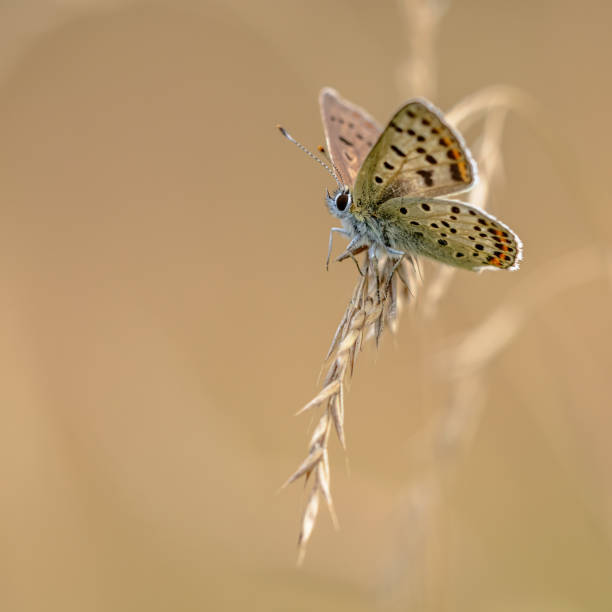 borboleta europeia cobre de fuligem empoleirado na grama - small copper butterfly - fotografias e filmes do acervo