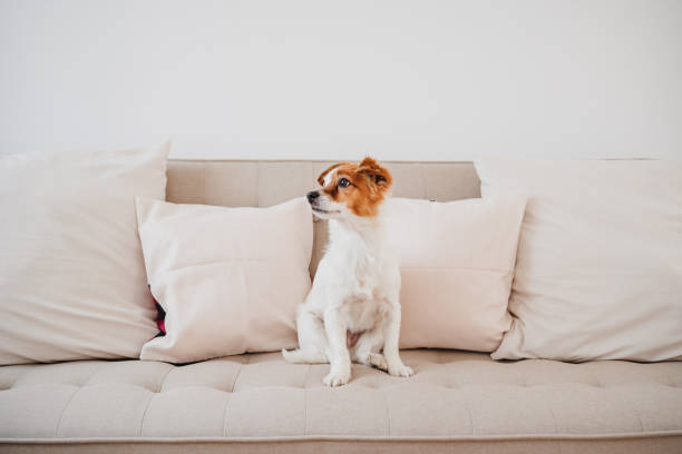 adorable jack russell dog sitting on sofa at home during daytime stock photo