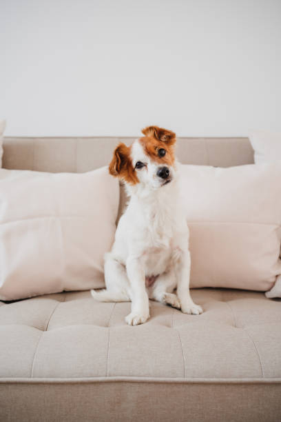lovely jack russell dog sitting on sofa at home during daytime stock photo