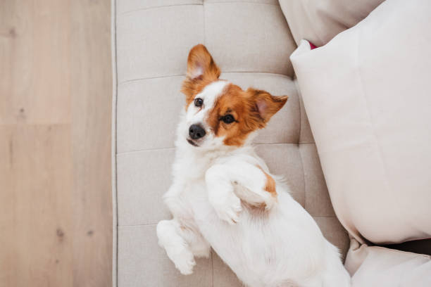 istock cute adorable jack russell dog lying on sofa at home during daytime 1447483370