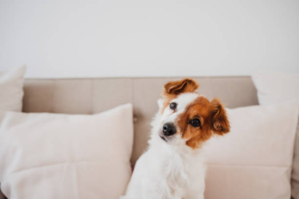 close up of cute jack russell dog sitting on sofa at home during daytime stock photo