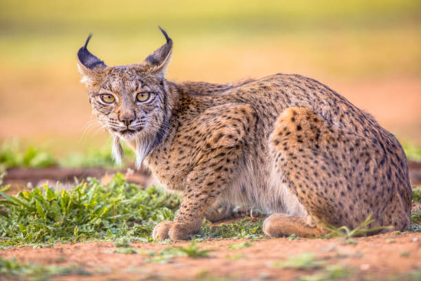 Iberian lynx on Bright Background stock photo