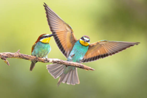 istock Couple of European Bee Eater perched on branch 1447483889