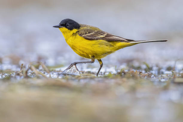 istock Western Yellow Wagtail bird foraging in lake 1447484763