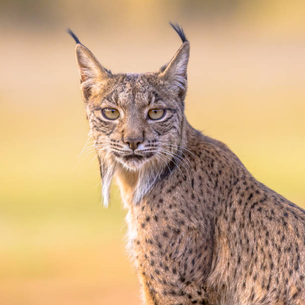 Iberian lynx Portrait on Bright Background Iberian Lynx (Lynx pardinus) is a Wild Cat Species Endemic to the Iberian Peninsula in southwestern Europe. Wild Animal in Andujar, Spain. Wildlife Scene of Nature in Europe. wildcat animal stock pictures, royalty-free photos & images