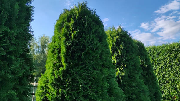 istock Freshly cut grass and decorative trimmed hedge in a well kept lawn. Beech hedge after a hedge trimming. Long green hedge 1447484957