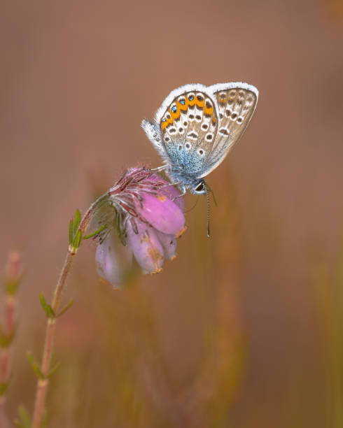 istock Silver Studded Blue Butterfly on Erica Heath 1447485059