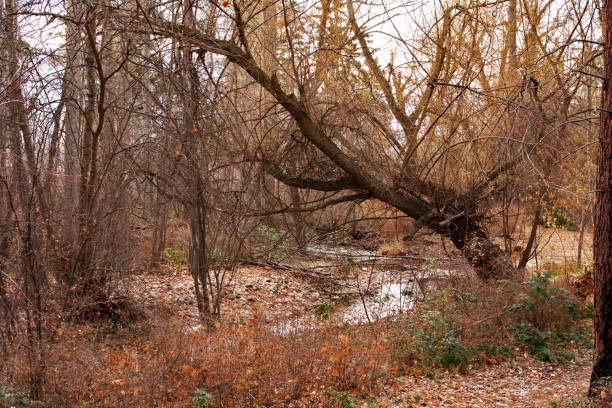 istock Late autumn creek 1447485235