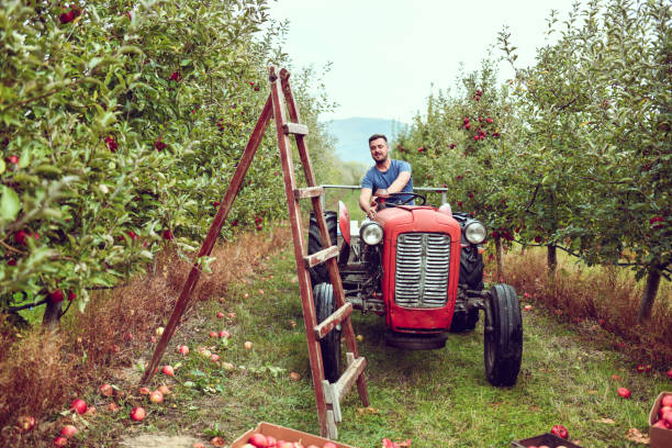 istock Front View of Male Worker Driving Tractor On Apple Orchard 1447485312