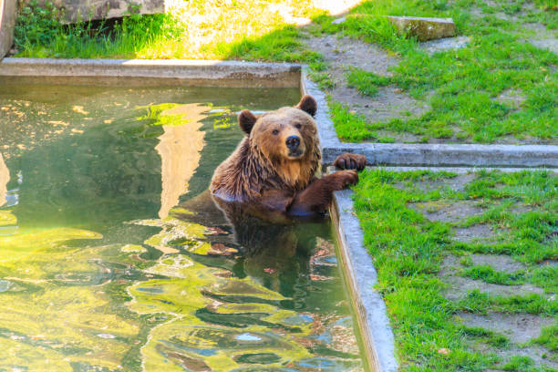 Bear in Bear Pit in Bern, Switzerland. Bear is a symbol of Bern city stock photo