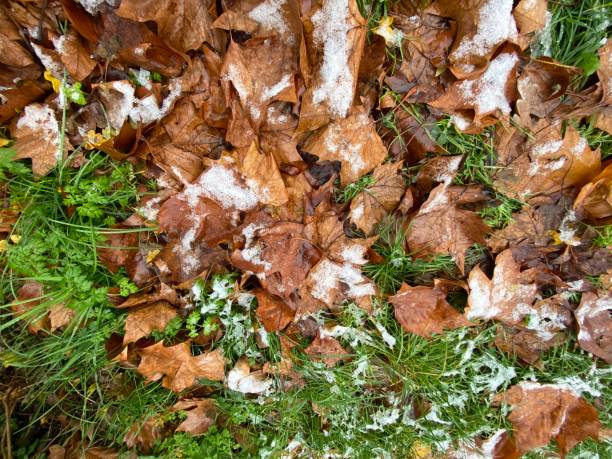 istock Melting snow between autumn leaves 1447486430