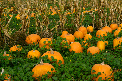 Field of different size orange colored pumpkins scattered around in a rural pumpkin patch.\n\nTaken in Davenport, California, USA.