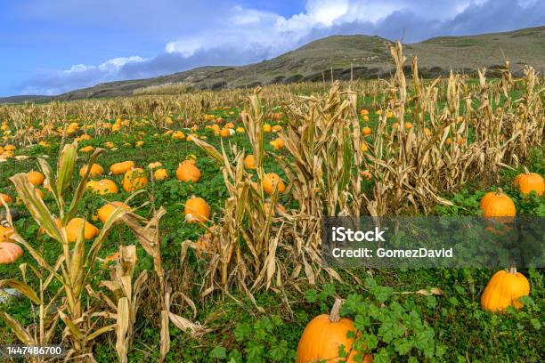 Orange Colored Pumpkins In Pumpkin Patch Stock Photo - Download Image Now - Agricultural Field, Agriculture, Autumn