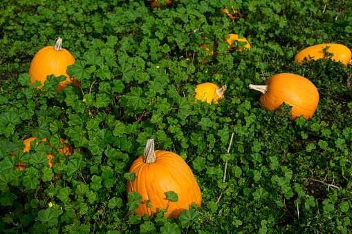 Field of different size orange colored pumpkins scattered around in a rural pumpkin patch.\n\nTaken in Davenport, California, USA.