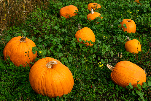 Field of different size orange colored pumpkins scattered around in a rural pumpkin patch.

Taken in Davenport, California, USA.