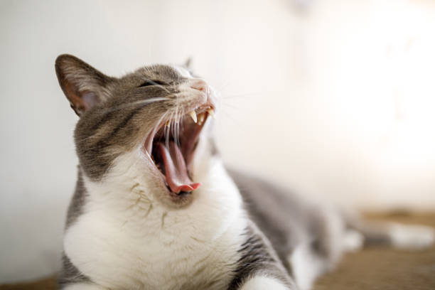 Sleeping and yawning ginger cat