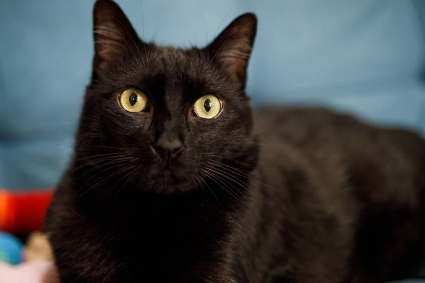 istock Portrait of black cat looking at camera 1447487911