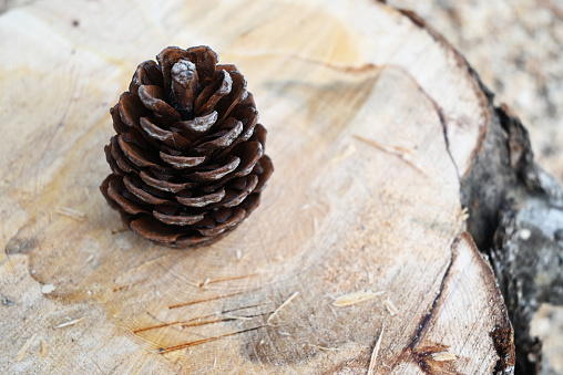 open pine cone on wood