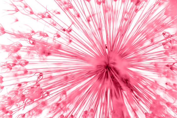 magenta flower on white background, Allium, macro. Nature and eco concept. Copy space