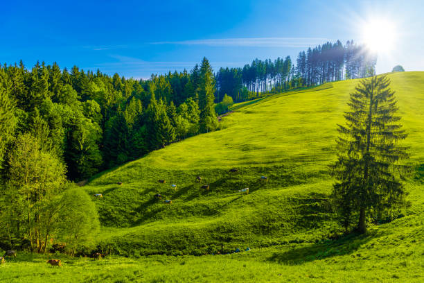 istock Green fields with blue sky, Schoenengrund, Hinterland, Appenzell 1447495437