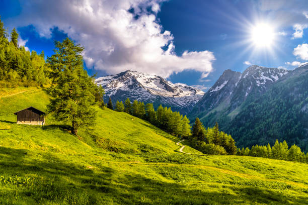 kiefern auf feldern in den bergen der alpen, martigny-combe, martigny, - bayerische alpen stock-fotos und bilder