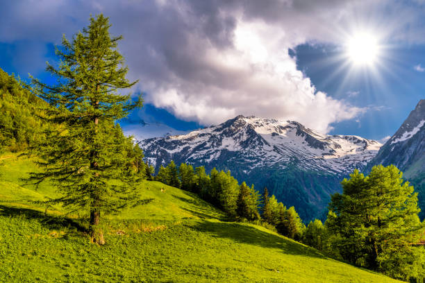 istock Pine trees in fields in Alp mountains, Martigny-Combe, Martigny, 1447497085