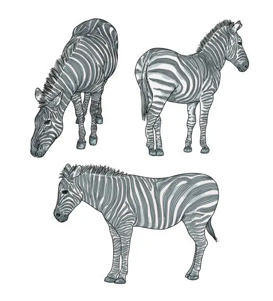 Vector illustration of Three Coloured Zebras Isolated on White Background