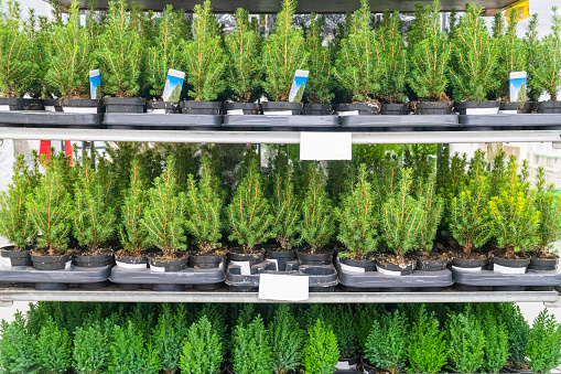 seedlings of fir trees in pots on store shelves. photo