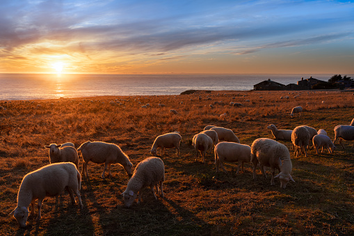 Sheep in meadow Sunset sunrise over ocean horizon water with dramatic sky, backgrounds.