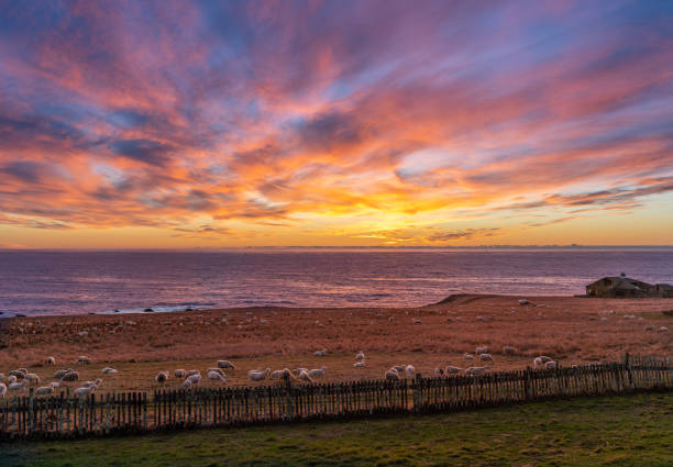 Sheep in meadow Sunset sunrise over ocean horizon water with dramatic sky, backgrounds.
