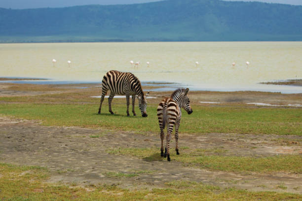 istock wild animals in Ngorongoro 1447498390