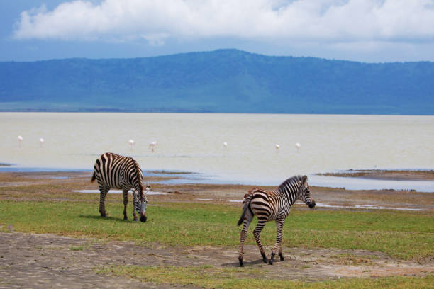 istock wild animals in Ngorongoro 1447498391