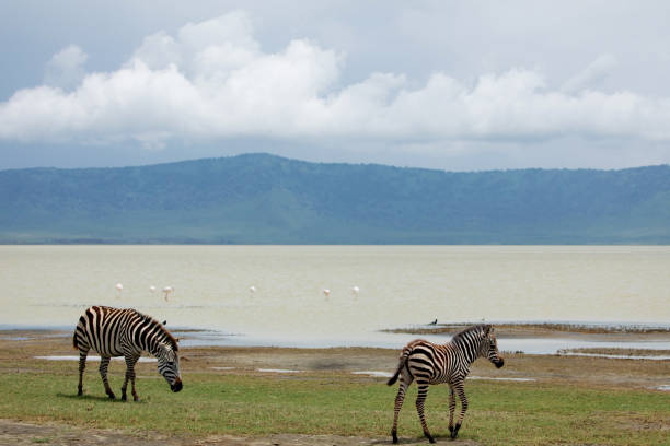 istock wild animals in Ngorongoro 1447498392