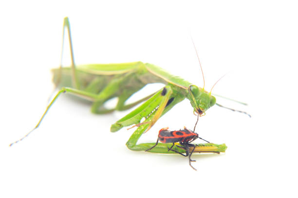 istock green praying mantis eats a beetle on a white background close-up. insect predator. nature and zoology 1447498984